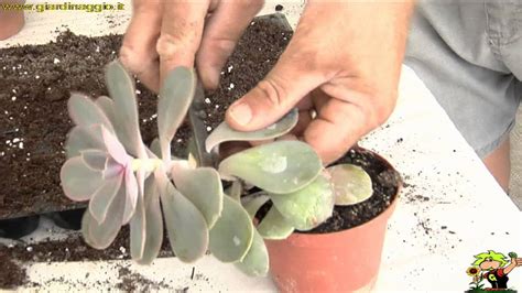 Talea di succulenta con taglio cicatrizzato