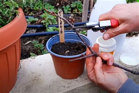 Talea in terapia idrica