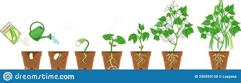 Ciclo di crescita delle succulente