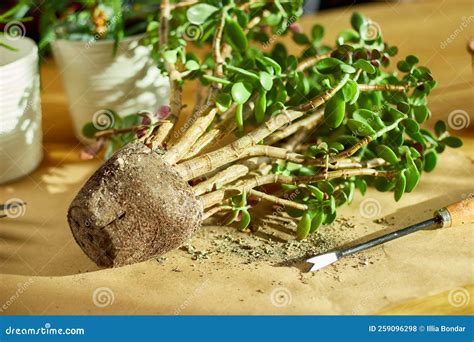 Trapianto di succulenta radicata in nuovo vaso