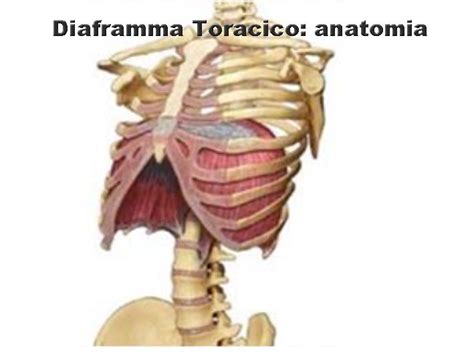 Anatomia del diaframma