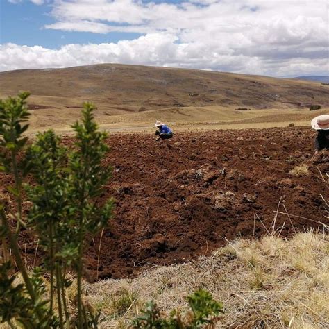 Maca field in Andes