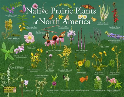 Diversity of South American plants infographic