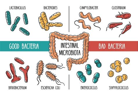 rappresentazione stilizzata del microbiota intestinale umano
