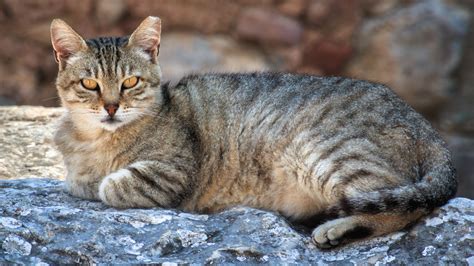 Rappresentazione artistica di un gatto domestico in un ambiente domestico contemporaneo