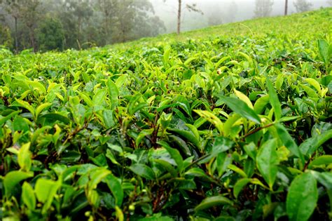 Piantagioni di tè in Tanzania