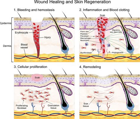 Skin regeneration process diagram