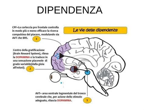 Schema dei meccanismi di danno cerebrale ipossico-ischemico