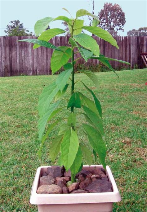 Pianta di avocado e frutto della passione