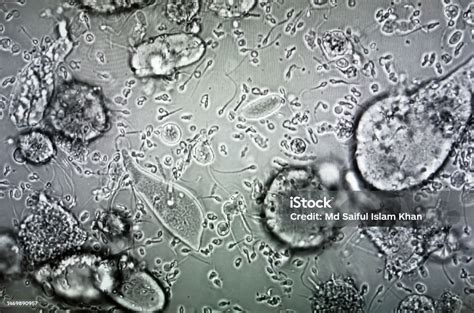 Esame microscopico di un embrione