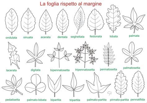 Illustrazione di diverse forme di foglie di alberi
