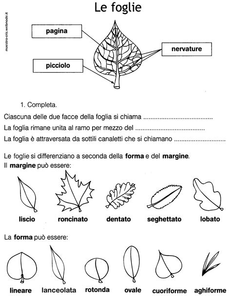 Schede didattiche illustrate sulla classificazione delle foglie