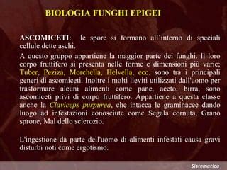 Illustrazione comparativa di funghi epigei e ipogei