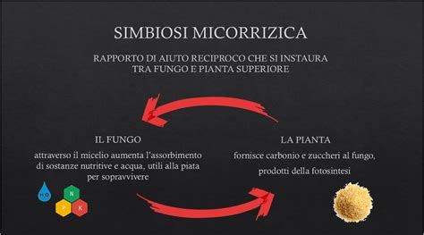 Schema che illustra la simbiosi micorrizica tra fungo e radice