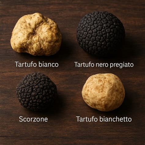 Sezione trasversale di un tartufo che mostra il peridio e la gleba marmorizzata