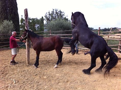 Cavallo e cavalla durante il corteggiamento