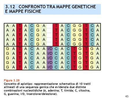 rappresentazione schematica dell'incrocio tra due specie distinte