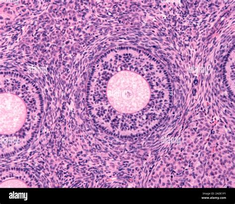 Micrografia di un ovario e cellule della granulosa