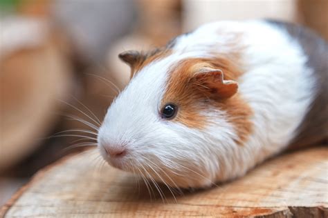porcellino d'india con cuccioli