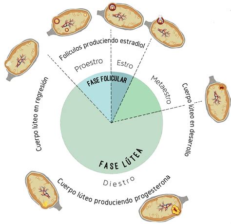 grafico ciclo estrale porcellino d'india
