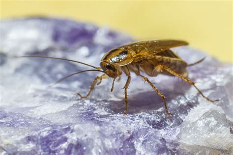 Morfologia della Blattella germanica con dettaglio delle strisce sul pronoto