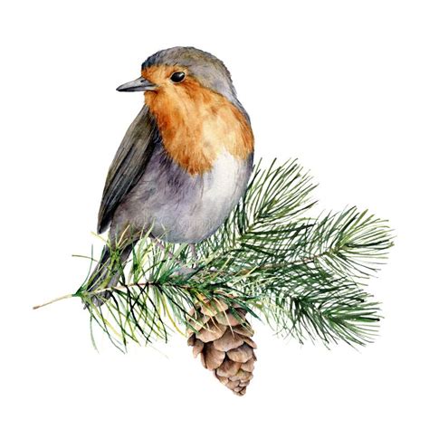 Illustrazione di un pettirosso che canta su un ramo fiorito