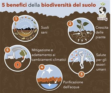 rappresentazione microscopica della biodiversità del suolo