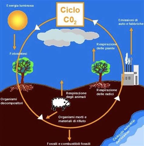 grafico che illustra il ciclo del carbonio nel suolo