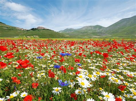 Campo di fiori variopinti che simboleggiano la biodiversità e la natura