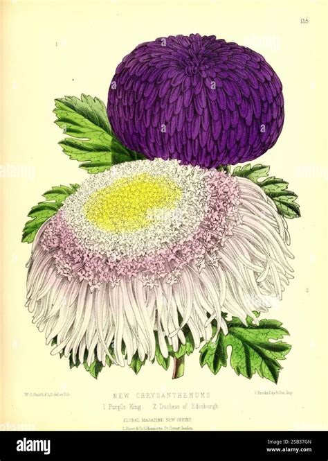 Illustrazione botanica di un crisantemo con petali vibranti