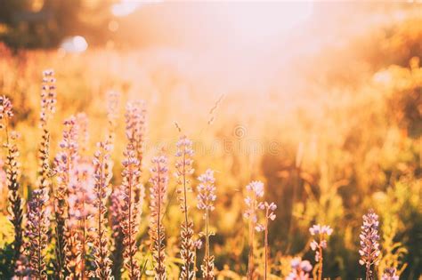Giardino fiorito al tramonto che evoca sentimenti di serenità e bellezza