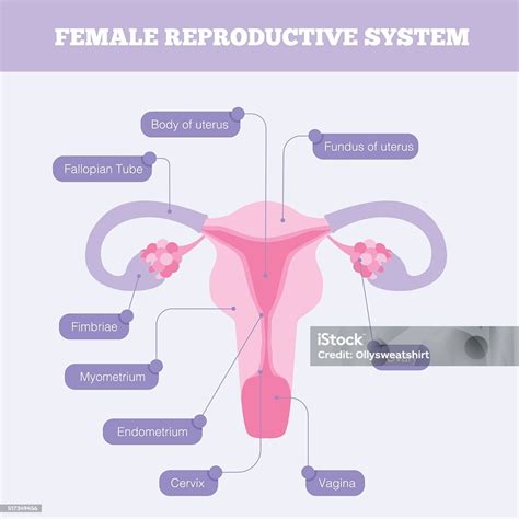 Female reproductive system diagram