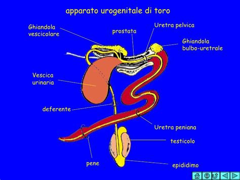 Anatomia dell'apparato riproduttivo maschile con evidenza delle ghiandole di Cowper