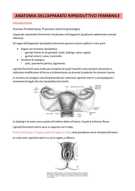 rappresentazione anatomica dell'apparato riproduttivo femminile coinvolto in processi infiammatori post-operatori
