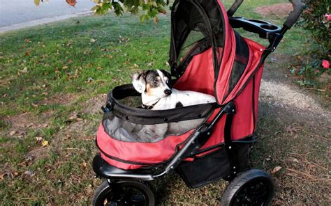 cane che dorme comodamente in un passeggino per cani