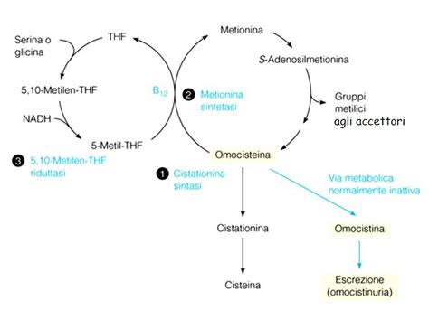 Struttura molecolare dell'omocisteina e il suo ciclo metabolico