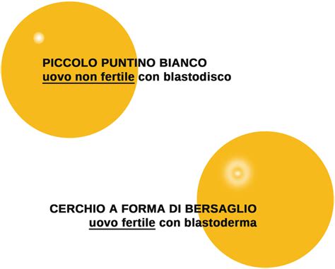 Differenza tra uovo fecondato e non fecondato al microscopio