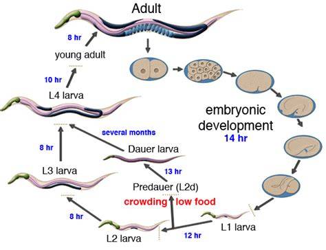 C. elegans lifecycle diagram