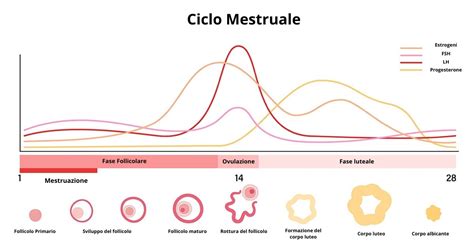 rappresentazione grafica del ciclo mestruale e delle sue fasi ormonali