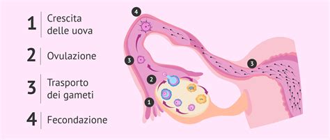 illustrazione schematica delle tube di Falloppio e dell'utero per spiegare la fecondazione