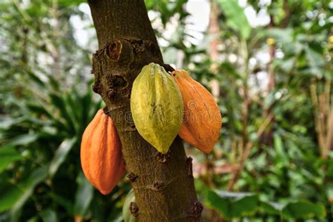 Albero di cacao con fave