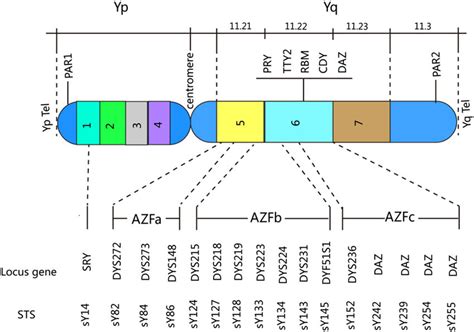 Schema delle regioni AZF sul cromosoma Y