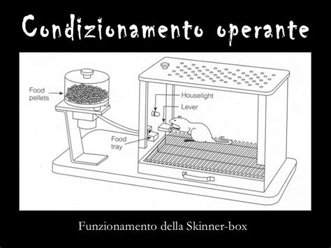 Schema del Condizionamento Operante nella Skinner Box