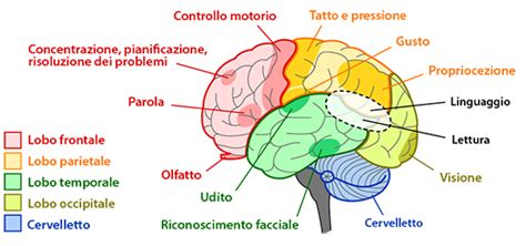 Rappresentazione del cervello con indicazione delle aree attivate durante l'apprendimento