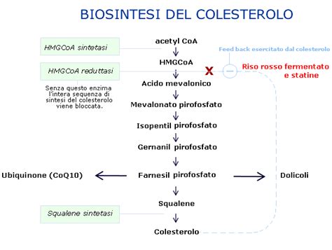 Schema del processo di sintesi del colesterolo nel fegato