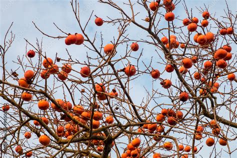 Albero carico di frutti
