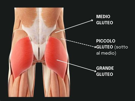 illustrazione schematica dell'anatomia dei glutei e del bacino femminile