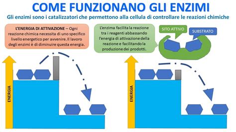 rappresentazione stilizzata di enzimi che agiscono sulle molecole dello sporco