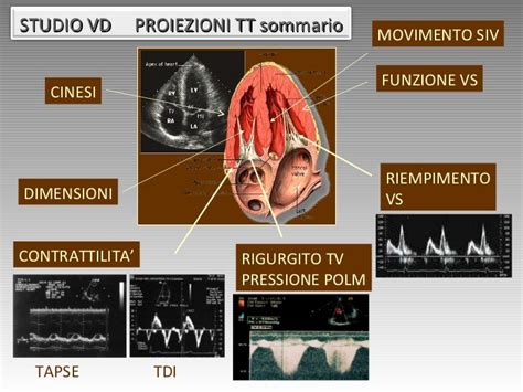infografica delle scansioni ecografiche cardiache