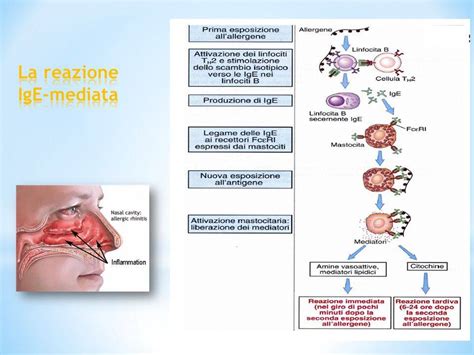 Meccanismo di sensibilizzazione Rh materno-fetale